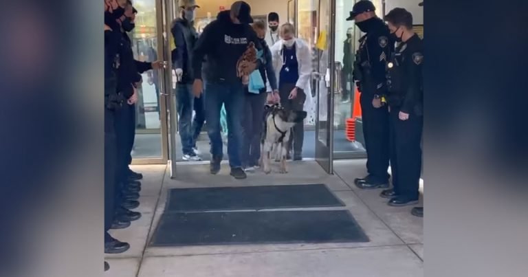 Oficial K9 herido recibe un saludo de héroe cuando sale del hospital