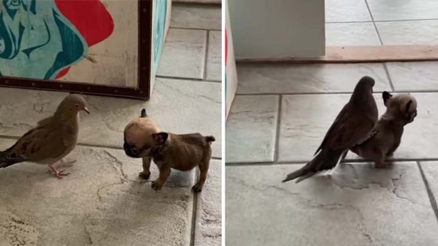 Pequeño cachorro le da a su amiga ave paseos por la casa