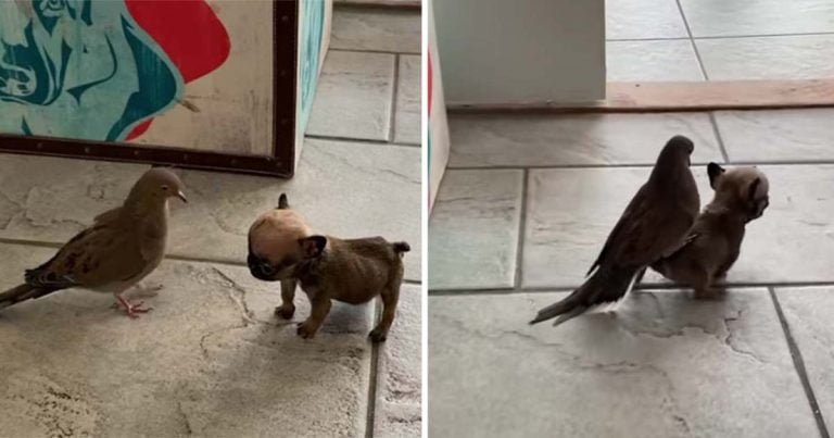 Pequeño cachorro le da a su amiga paloma paseos a cuestas por la casa