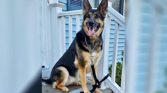 Perrita adoptada de un refugio salva la vida del hombre que acaba de rescatarla