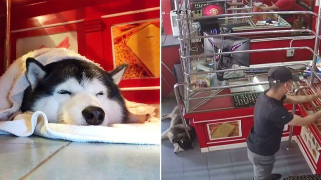 Perrita guardiana ignoró a un asaltante