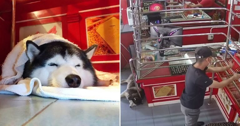 Perrita guardiana ignoró a un asaltante