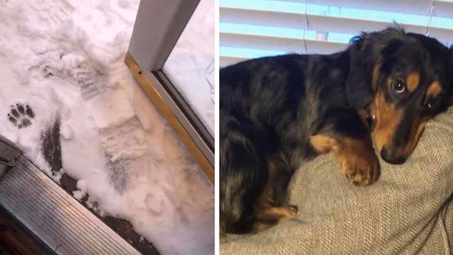 Perrito pequeño se niega a poner más de una pata en la nieve