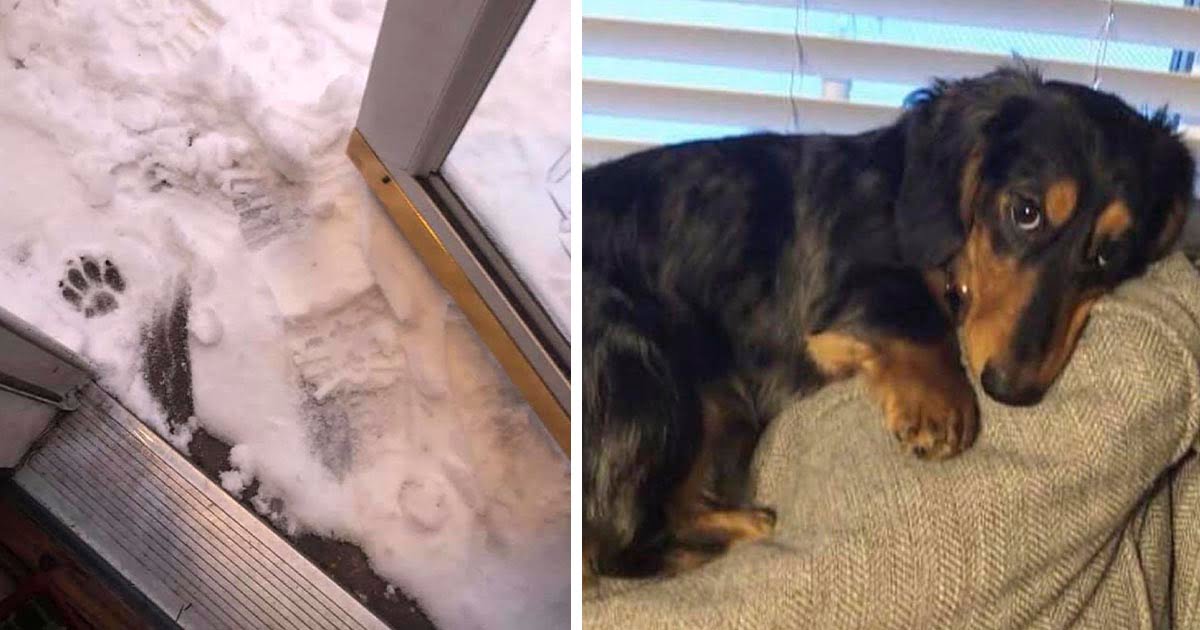 Perrito pequeño se niega a poner más de una pata en la nieve