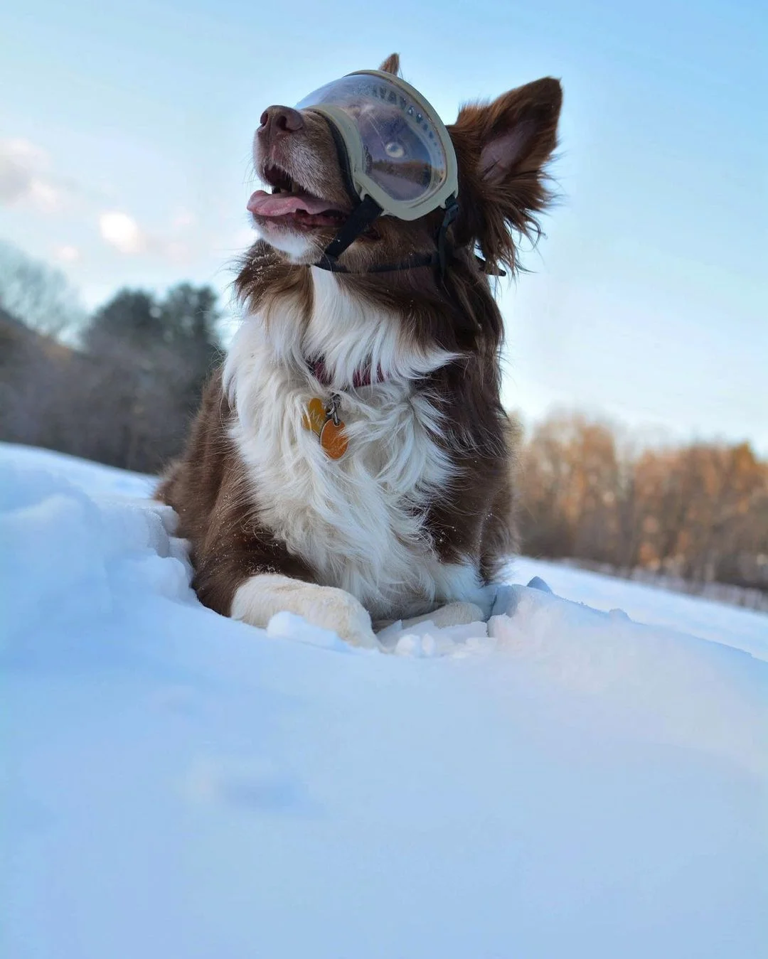 Perrito y sus nuevas gafas de nieve