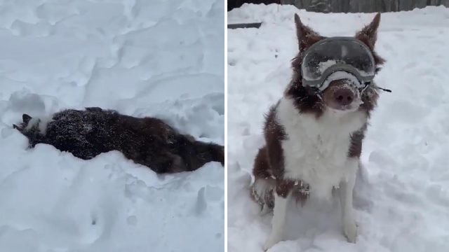 Perro enloquece con sus nuevas gafas de nieve