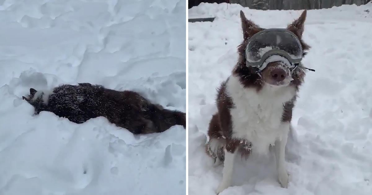Perro enloquece con sus nuevas gafas de nieve