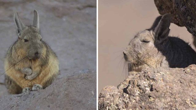 Vizcacha, una criatura que parece estar muy aburrida y soñolienta