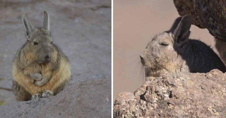 Vizcacha, una criatura que parece estar muy aburrida y soñolienta