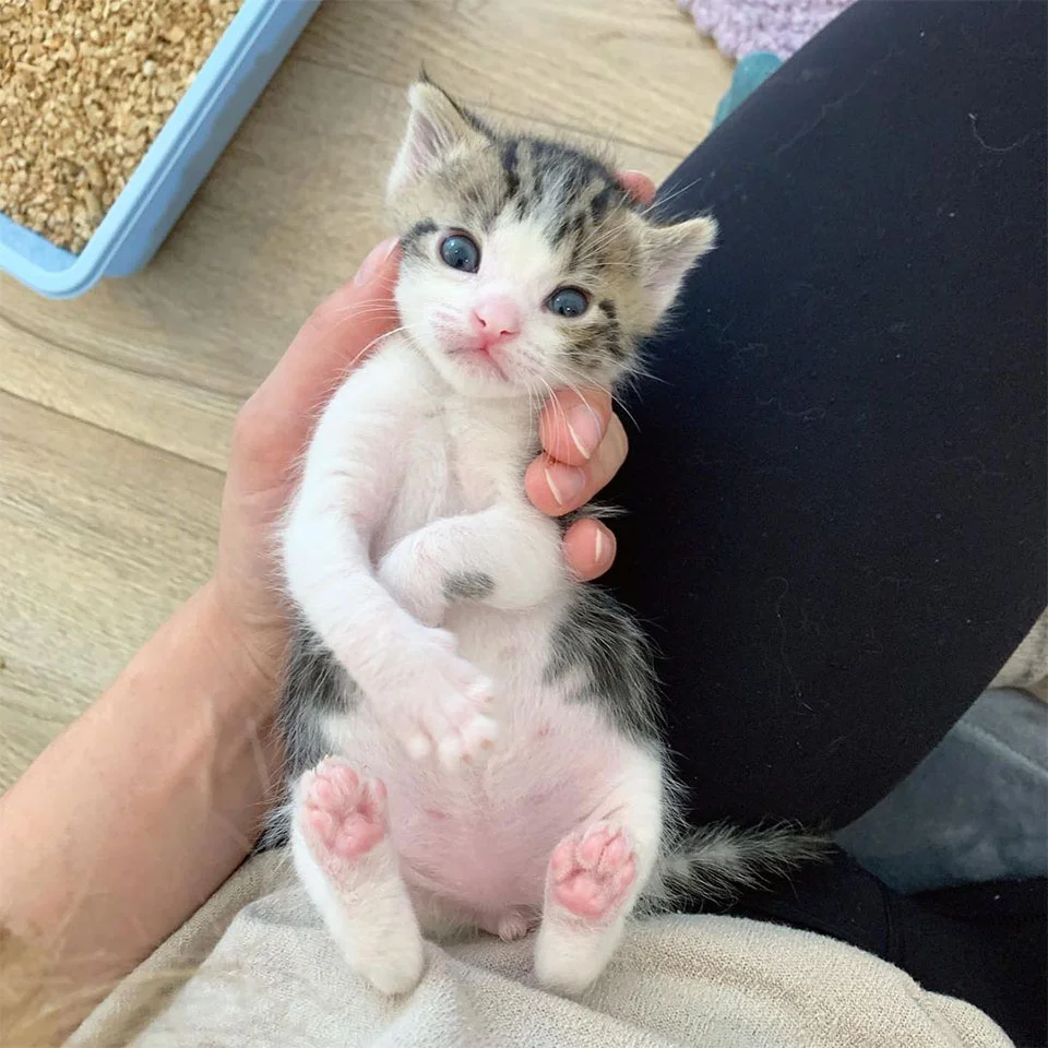 Gatito recién nacido es rescatado del frío justo a tiempo y no deja de ronronear 9 Adorable Toby