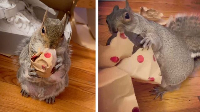 Ardilla rescatada está muy emocionada por abrir su regalo