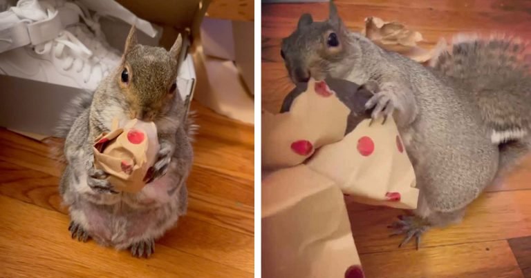 Ardilla rescatada está muy emocionada por abrir su regalo