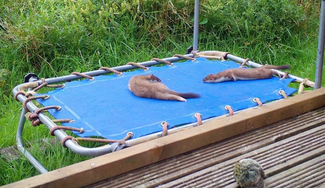 Armiños bebés encuentran un trampolín y se divierten 2 Armiños bebés en el trampolín