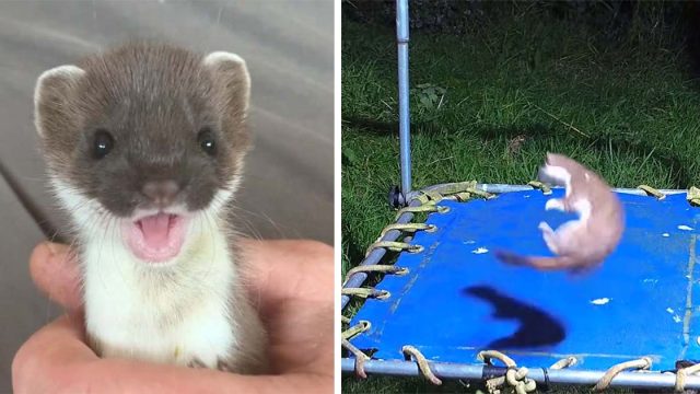 Armiños bebés encuentran un trampolín y se divierten