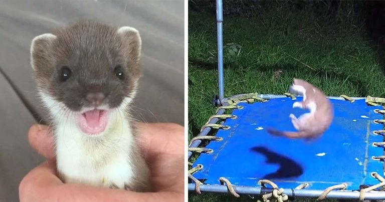 Armiños bebés encuentran un trampolín y se divierten