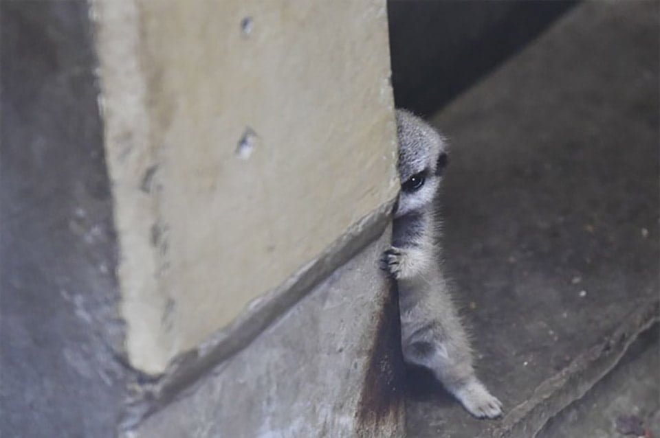 Bebé asomado por una esquina