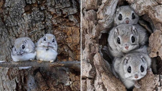 Estas ardillas voladoras son esponjosas y adorables