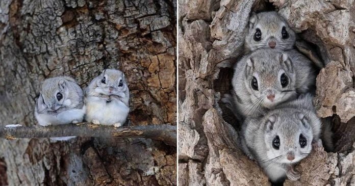 Estas ardillas voladoras son esponjosas y adorables