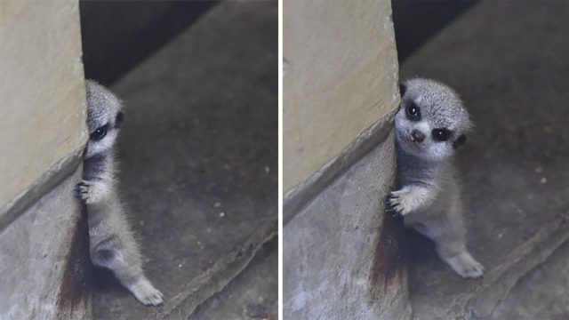 Fotógrafo captura a un suricato bebé tímido y a su familia en estas hermosas fotografías