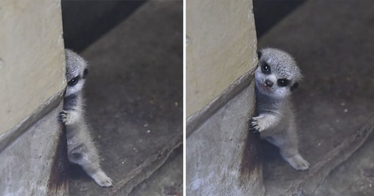 Fotógrafo captura a un suricato bebé tímido y a su familia en estas hermosas fotografías