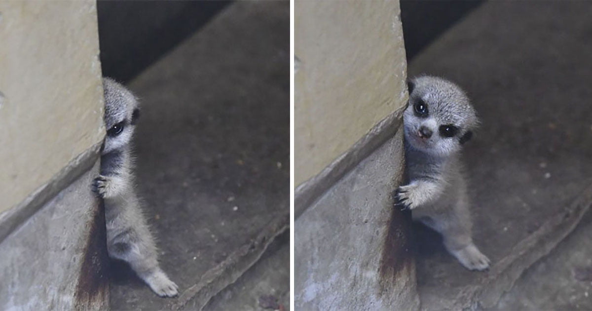 Fotógrafo captura a un suricato bebé tímido y a su familia en estas hermosas fotografías