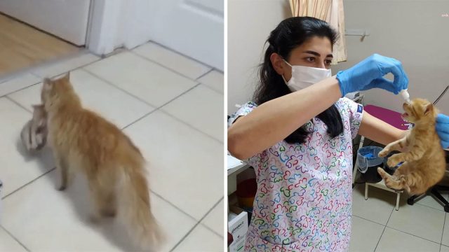 Gata lleva gatitos enfermos hospital pedir ayuda