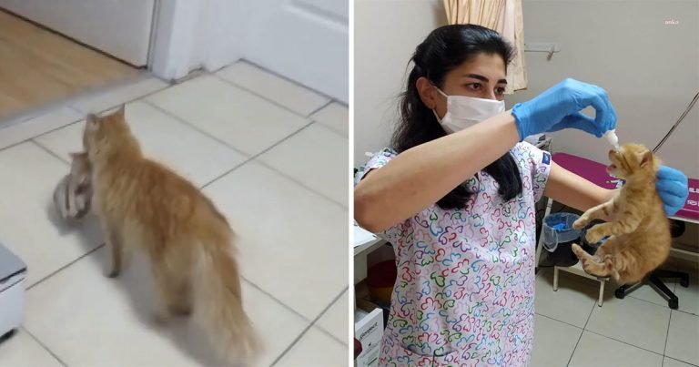 Gata lleva gatitos enfermos hospital pedir ayuda