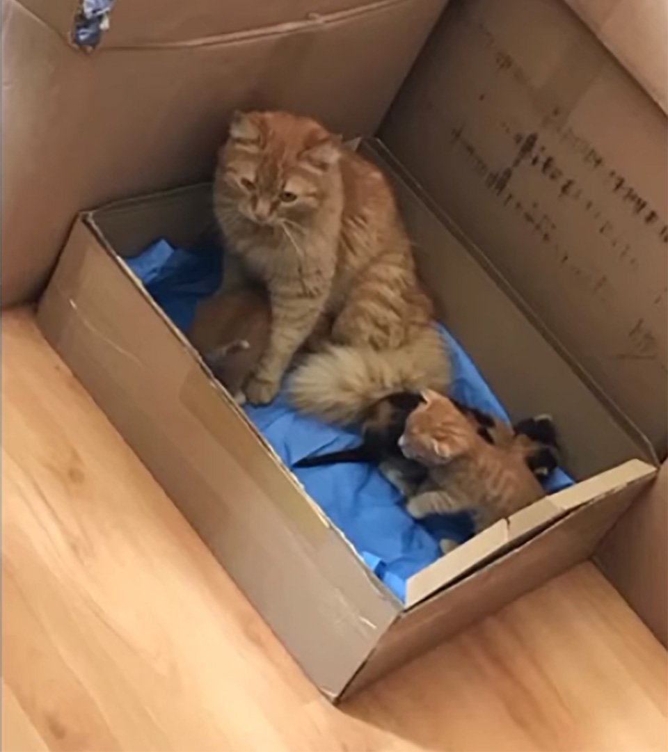 Gata lleva gatitos hospital
