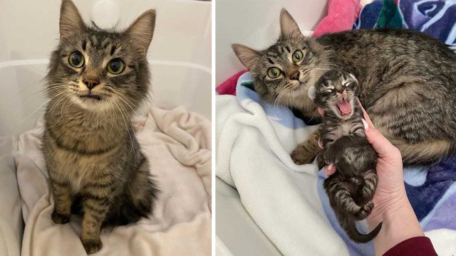 Gatita no puede dejar de sonreír al encontrar una familia que la ayude con su único gatito