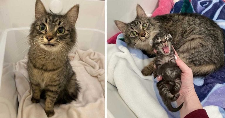 Gatita no puede dejar de sonreír al encontrar una familia que la ayude con su único gatito