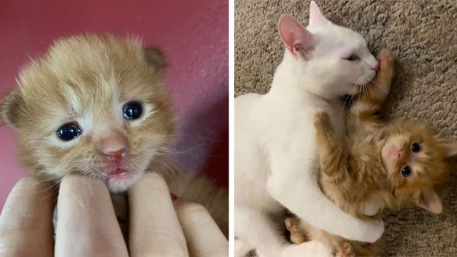 Gatito que nació en un refugio, aprende a ser gato con la ayuda de otro gato