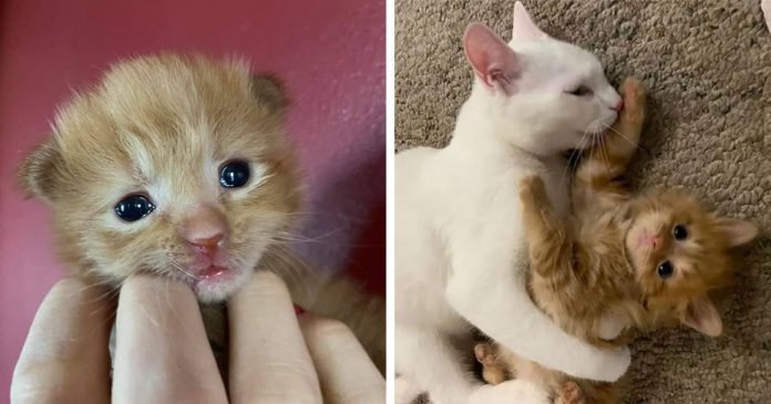 Gatito que nació en un refugio, aprende a ser gato con la ayuda de otro gato
