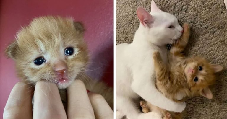 Gatito que nació en un refugio, está aprendiendo a ser un gato con la ayuda de otro felino