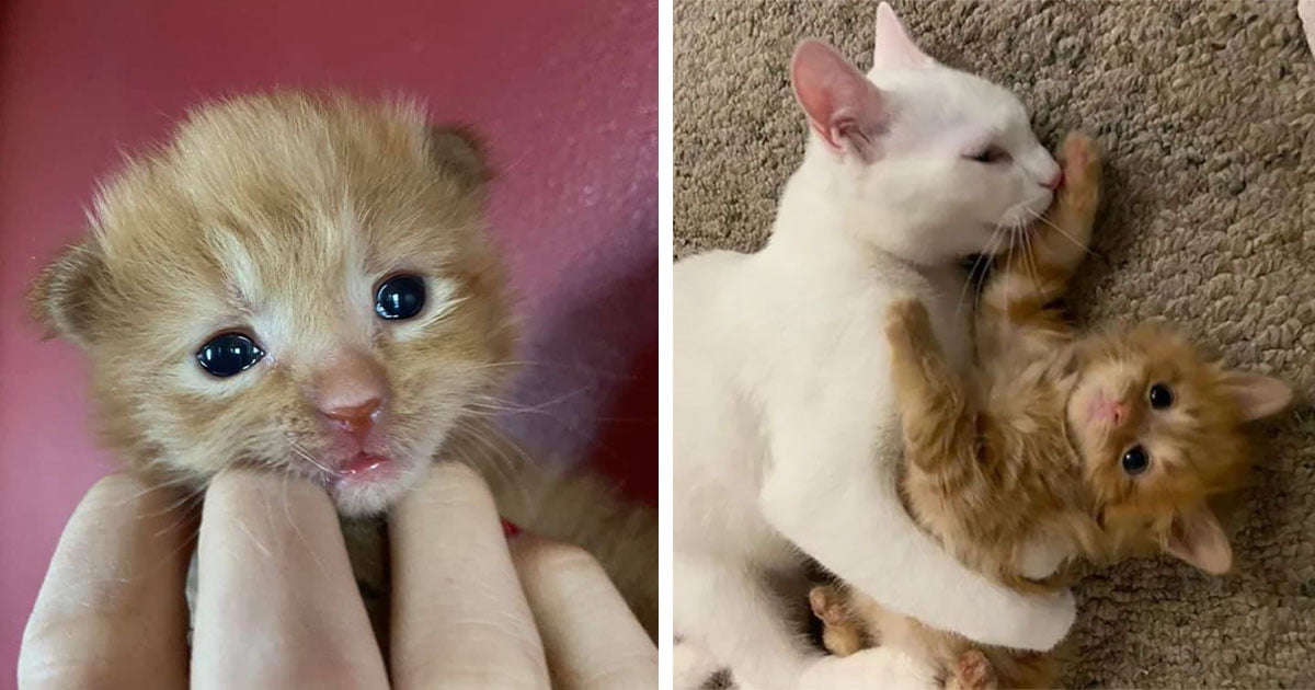 Gatito que nació en un refugio, aprende a ser gato con la ayuda de otro gato
