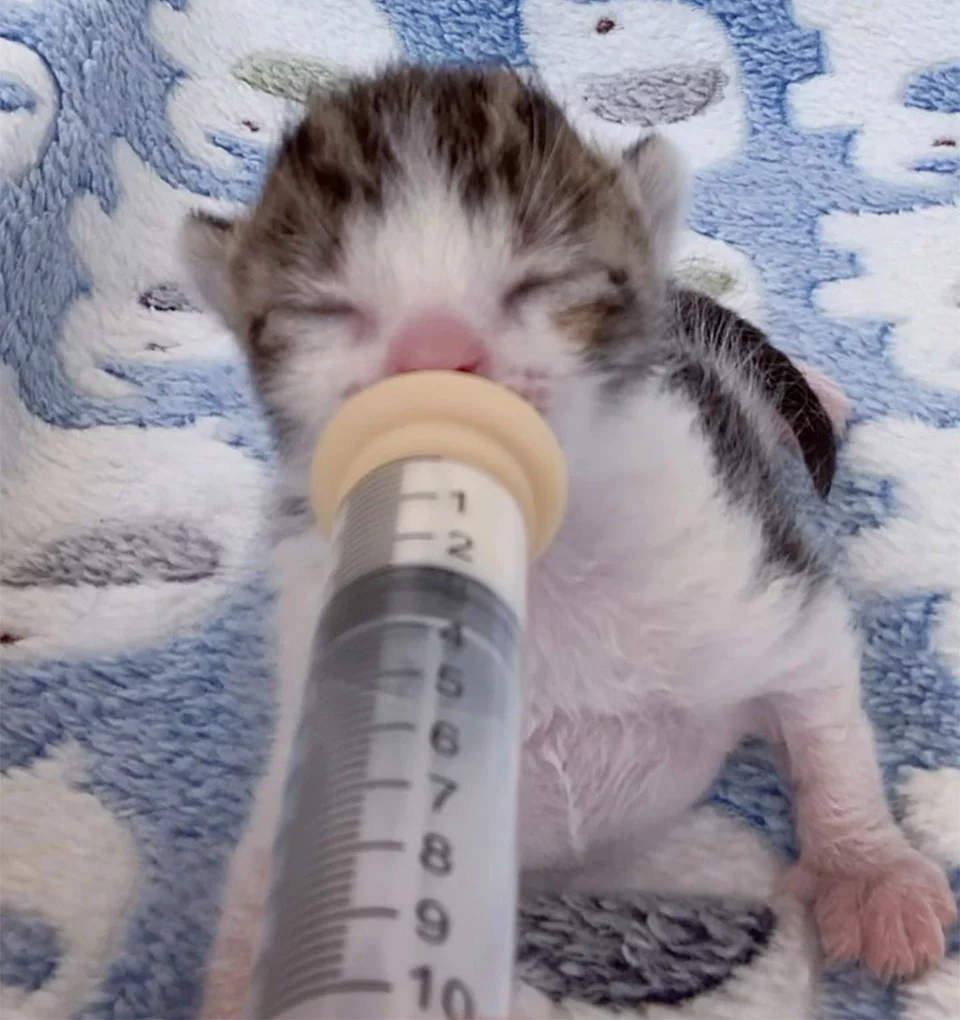 Gatito recién nacido es rescatado del frío justo a tiempo y no deja de ronronear 4 Gatito recién nacido comiendo