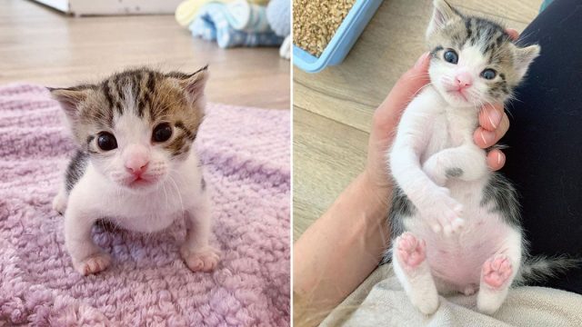 Gatito recién nacido rescatado del frío