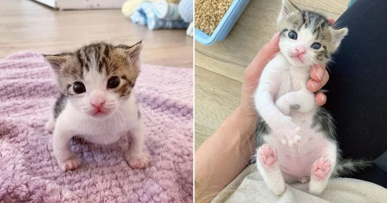 Gatito recién nacido rescatado del frío