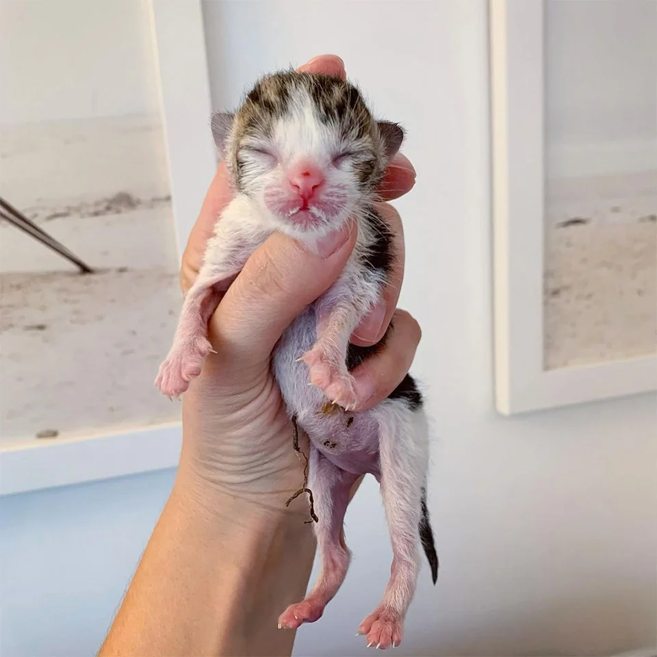 Gatito recién nacido es rescatado del frío justo a tiempo y no deja de ronronear 1 Gatito recién nacido rescatado