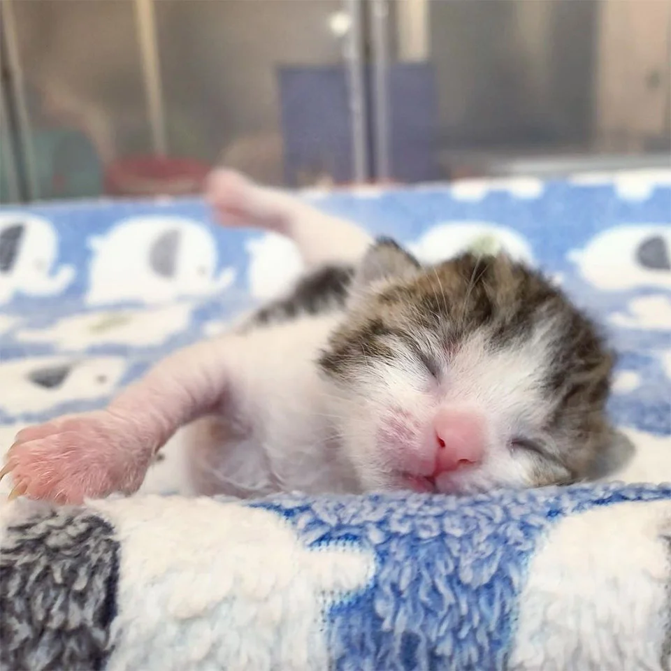 Gatito recién nacido es rescatado del frío justo a tiempo y no deja de ronronear 2 Gatito recién nacido salvado