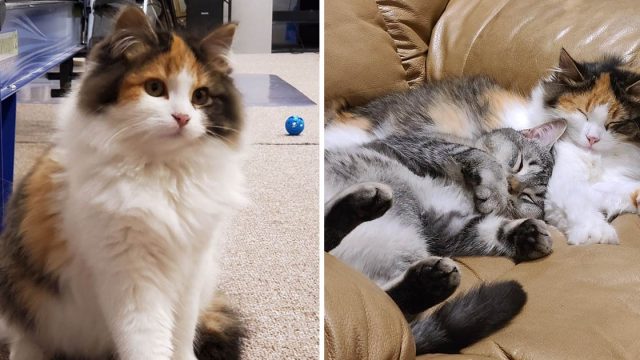 Gatitos salvajes rescatados juntos ayudan mutuamente
