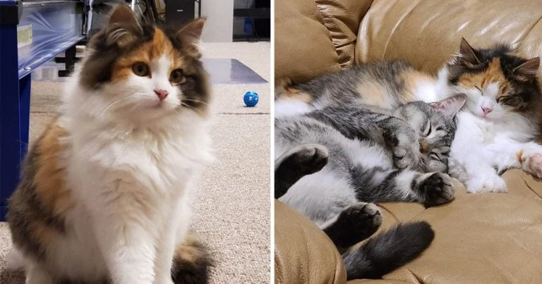 Gatitos salvajes rescatados juntos ayudan mutuamente