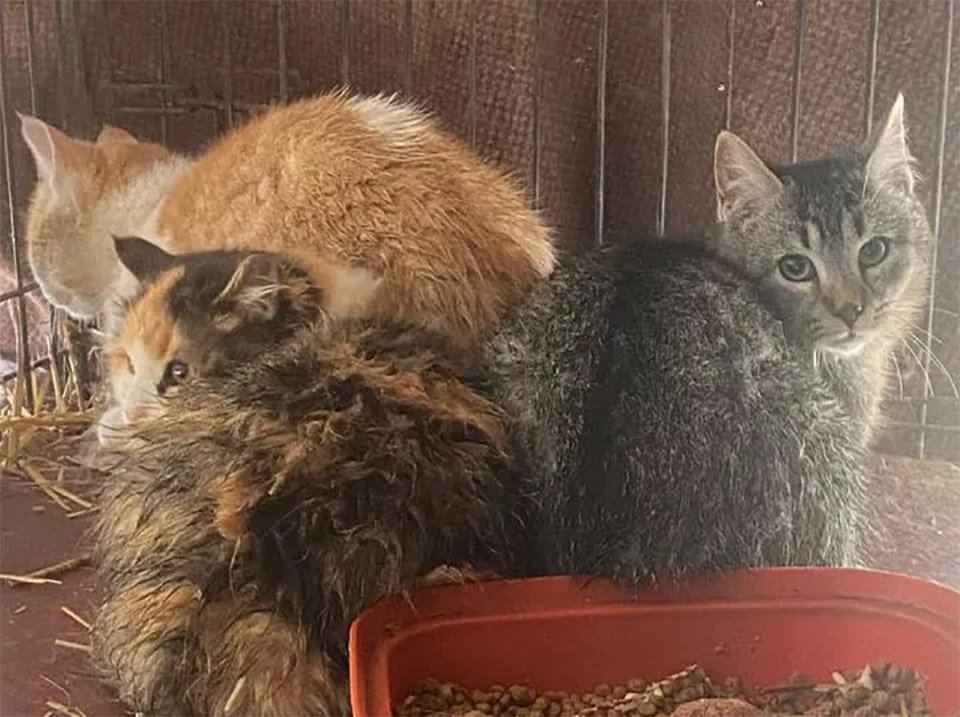 Gatitos salvajes rescatados