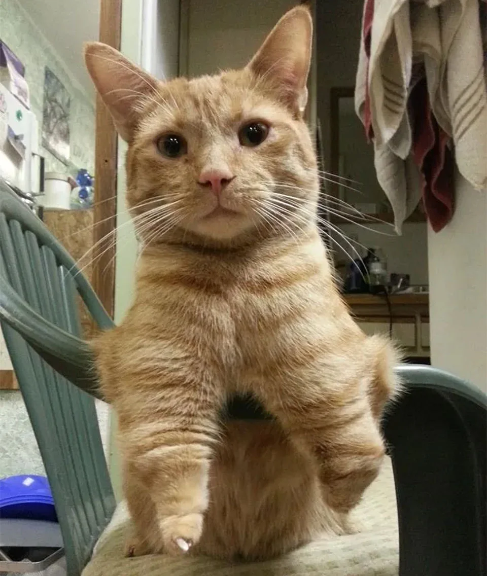 Gato que nació con 2 patas demuestra que no necesita de 4 patas para ser feliz 7 Gato que nació