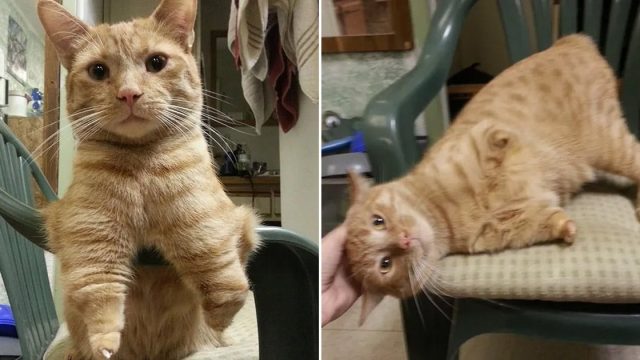 Gato que nació con 2 patas es feliz