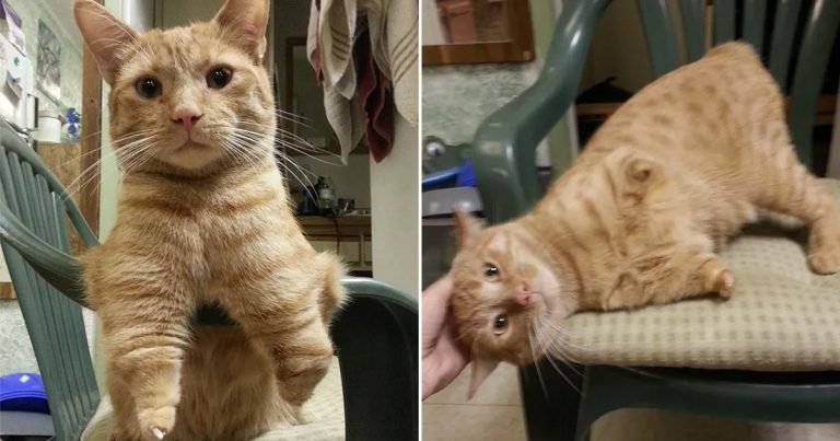 Gato que nació con 2 patas es feliz