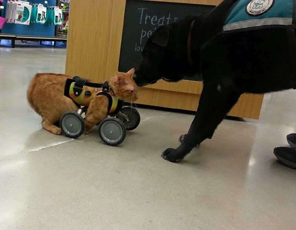 Gato que nació con 2 patas demuestra que no necesita de 4 patas para ser feliz 9 Gato que nació deforme
