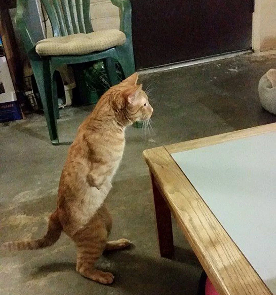 Gato que nació con 2 patas demuestra que no necesita de 4 patas para ser feliz 6 Gato que nació sin patas