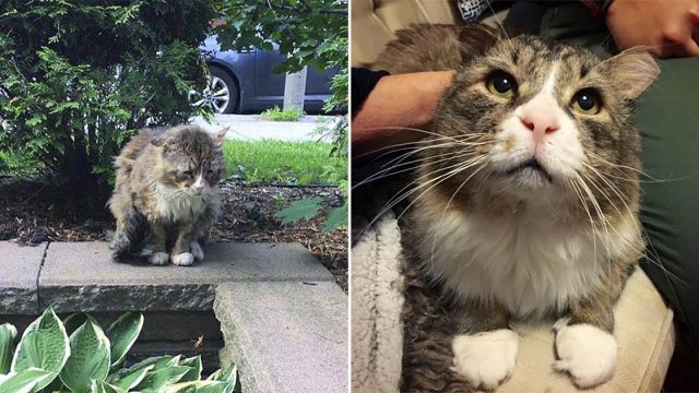 Gato que vivió vida dura en las calles