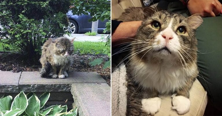 Gato que vivió vida dura en las calles