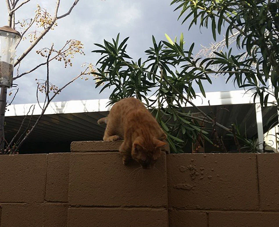 Gato que nació con 2 patas demuestra que no necesita de 4 patas para ser feliz 10 Gato trepando